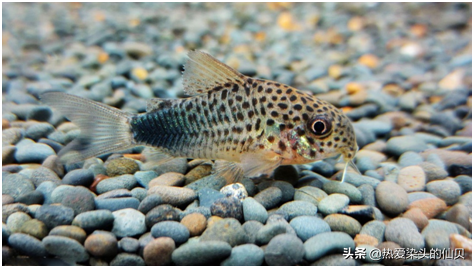 "水中老鼠",但好看又易养,还是观赏鱼——鼠鱼