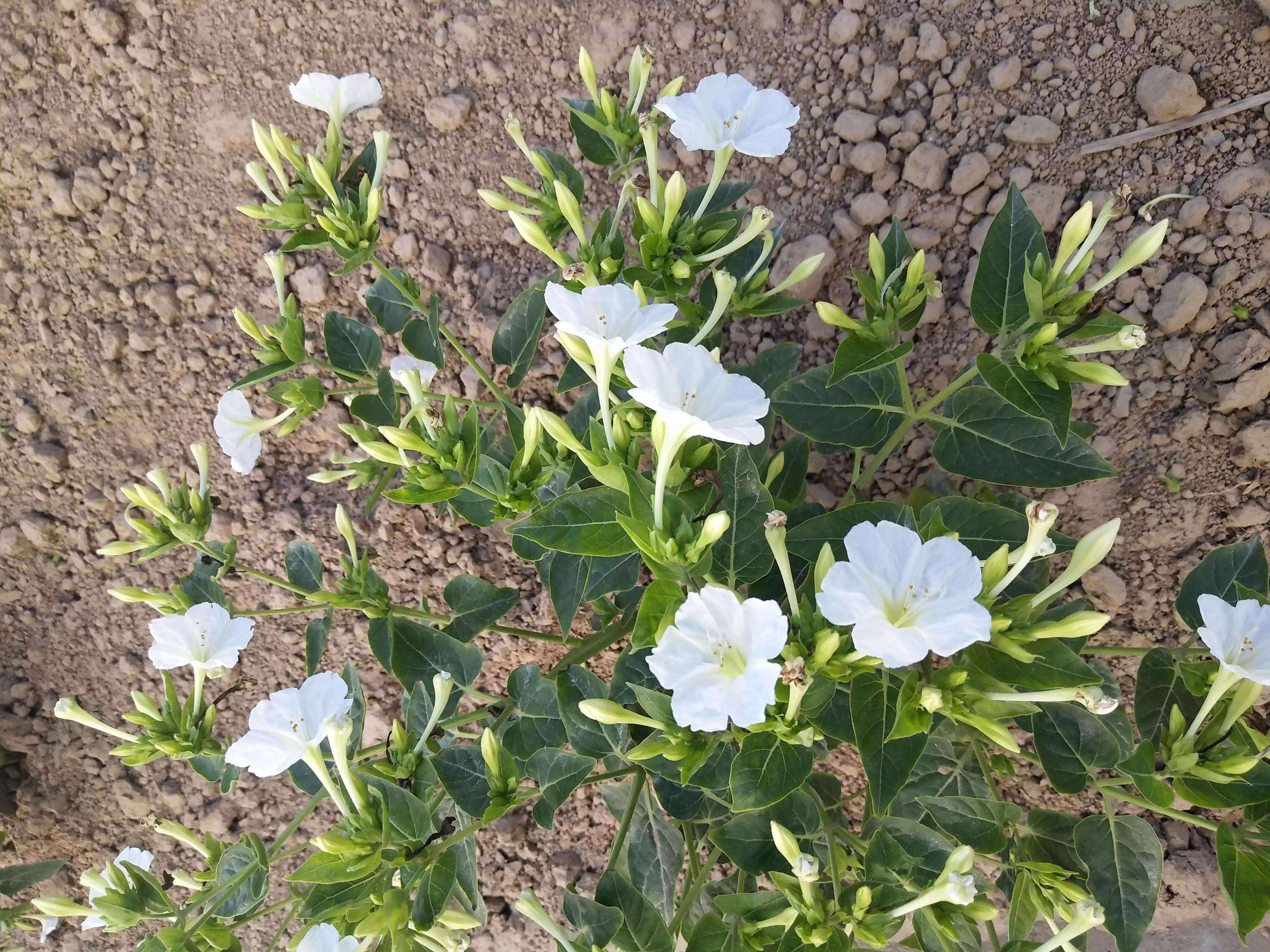 在野菊花盛开的地方——长篇爱情小说《花葬》读后感