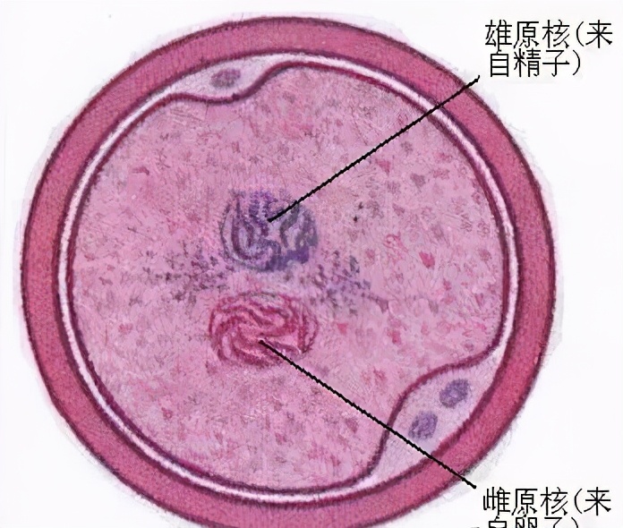 女子同房到怀孕图解