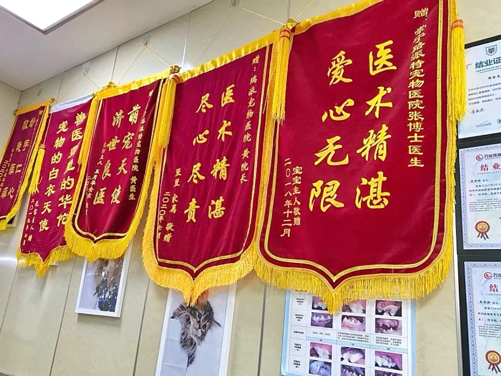 平凡而伟大：致敬最美兽医人