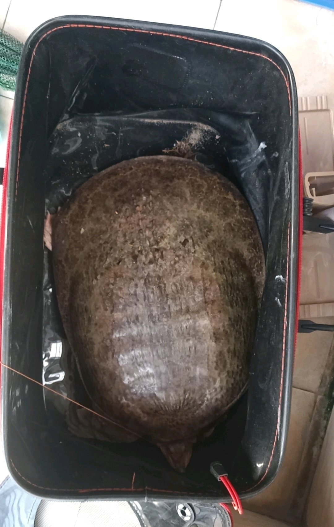 广东钓友河道钓鱼,意外钓起15斤大鳖,卖出近2000元