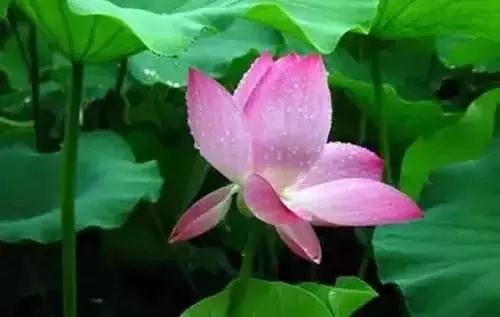 广州市市花是什么（全国56个城市的市花介绍）