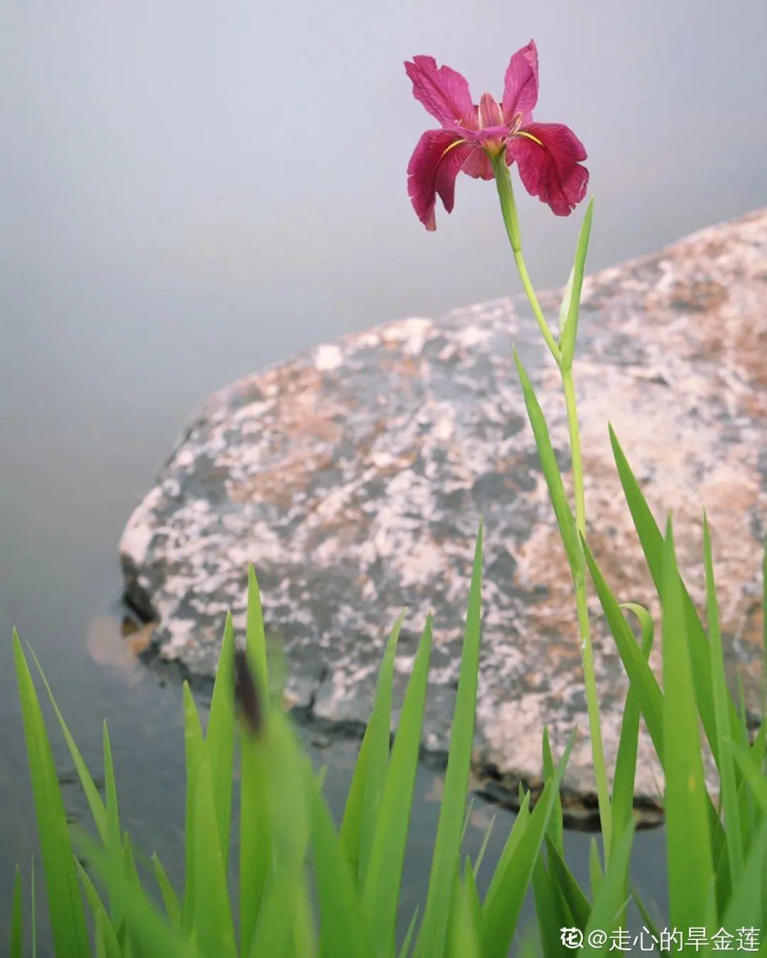 10种花太能喝水,一天一瓢水,7天爆满缸