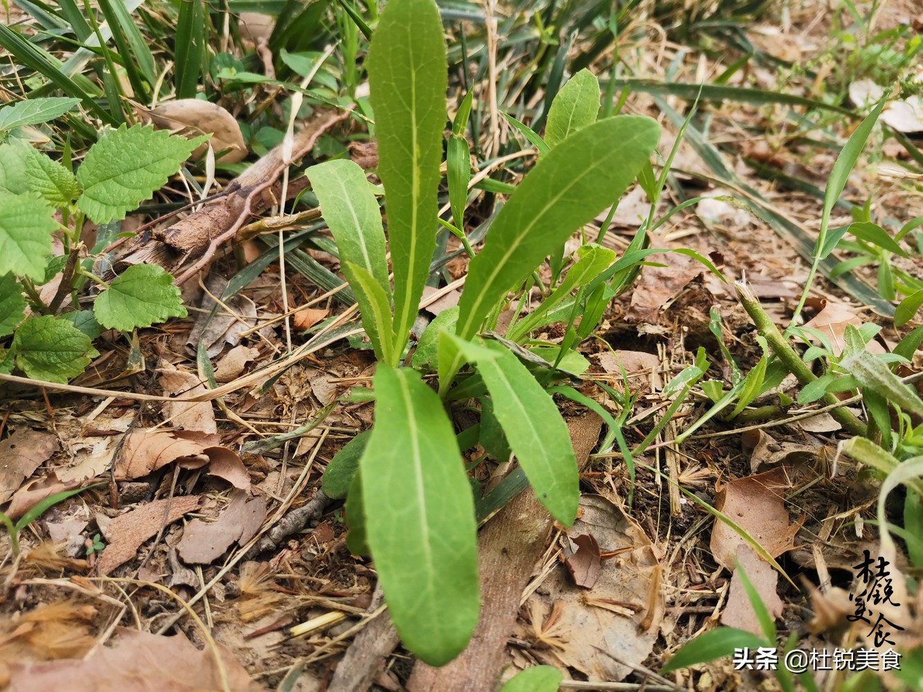 这野菜被称为凤尾,钙锌超菠菜芹菜数倍,7月正鲜嫩,蘸酱特鲜
