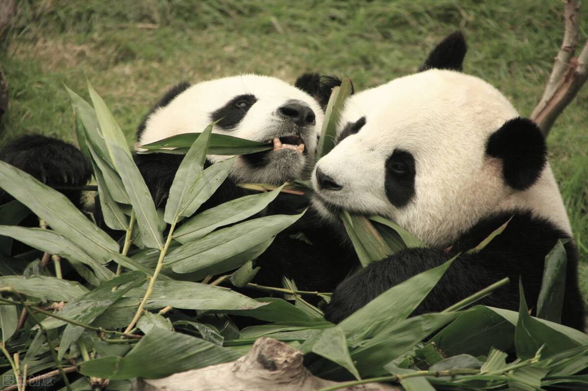 云南曾发现野生大熊猫，却身中两枪而亡！捕杀它的人下场如何？
