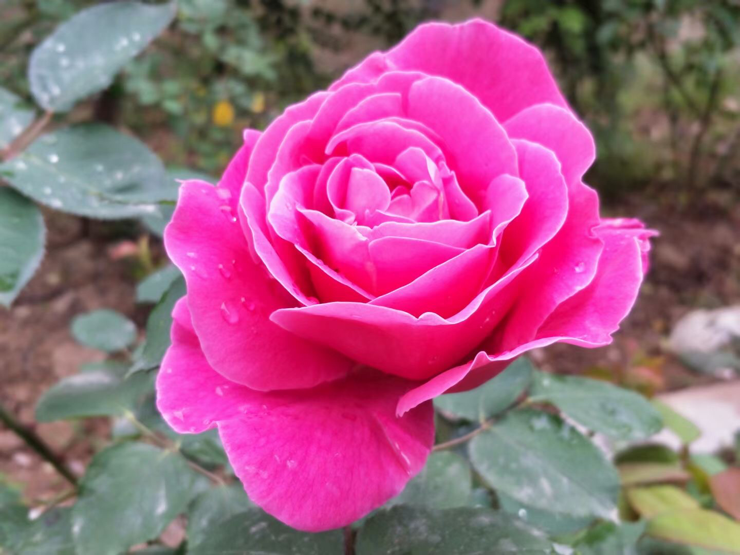 “爱在华师”：露天电影场的台阶结满青苔｜诗歌推荐