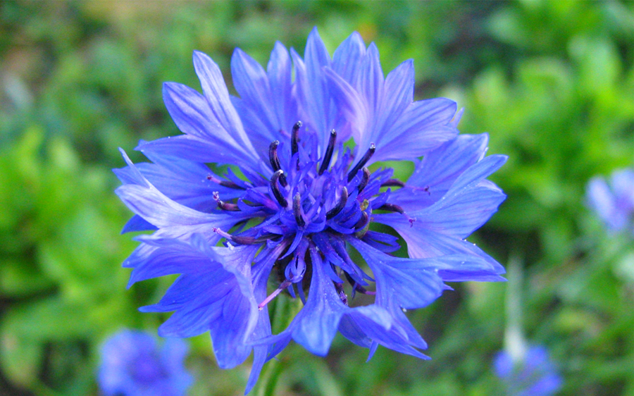 瑞香花语是什么（5种高颜值美花的花语和传奇的故事）