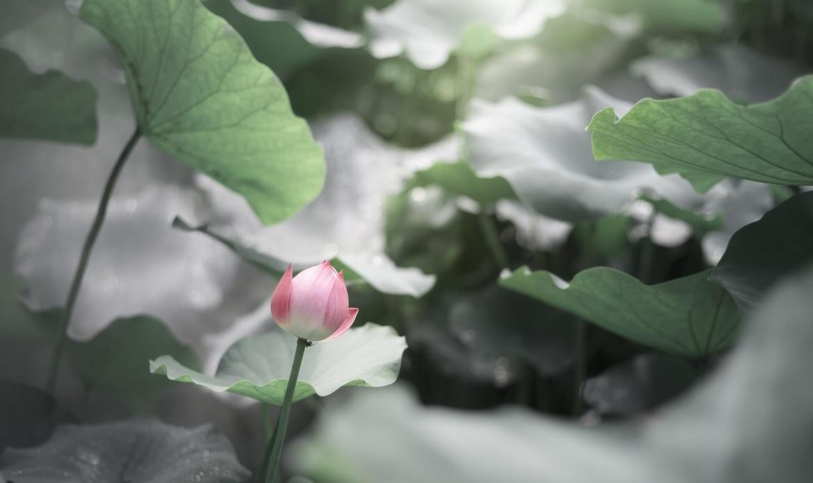 “莲叶何田田”——从《汉乐府·江南》看两汉诗歌的发展演变