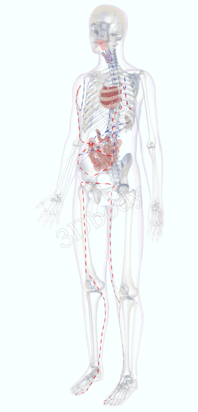 最新经络图，精美3D动态循行图，详细易懂