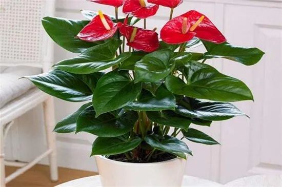 常见50种植物（50种常见的室内盆栽绿化植物）