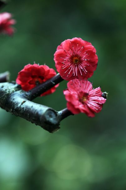 「诗词鉴赏」古诗词里的红梅，意境优美，满满的赞美之情