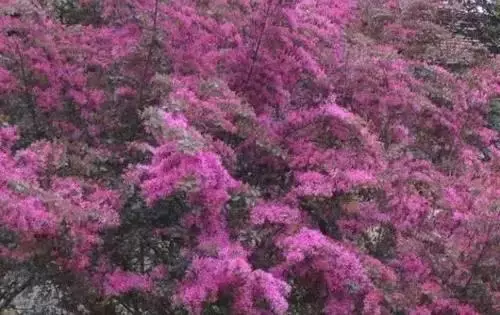 广州市市花是什么（全国56个城市的市花介绍）