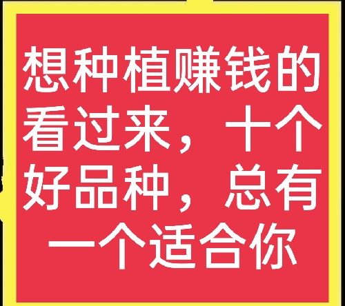 种植什么最赚钱，草药种植什么最赚钱