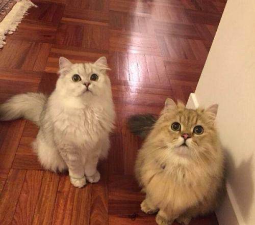 三分钟带你了解完金吉拉猫，你喜欢这只小可爱吗？