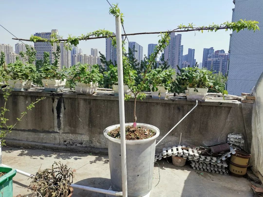 不破坏楼面:甚至,搭架子都用软钢丝:这些年,无论用什么方式种菜种花