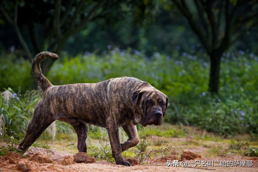 这10种猛犬一定要好好了解下，不要去招惹它们，不然后果很严重