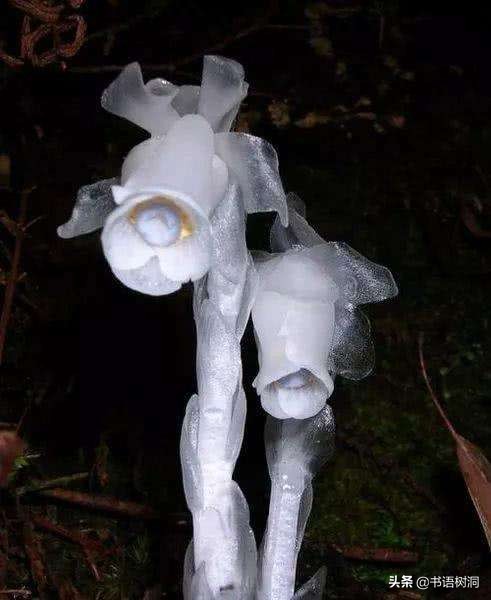 十大诅咒之花花语，除了彼岸花，你还知道几个？
