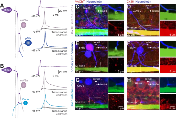 脑科学日报 : 老年效果好？年龄是否影响电休克的抗抑郁疗效？