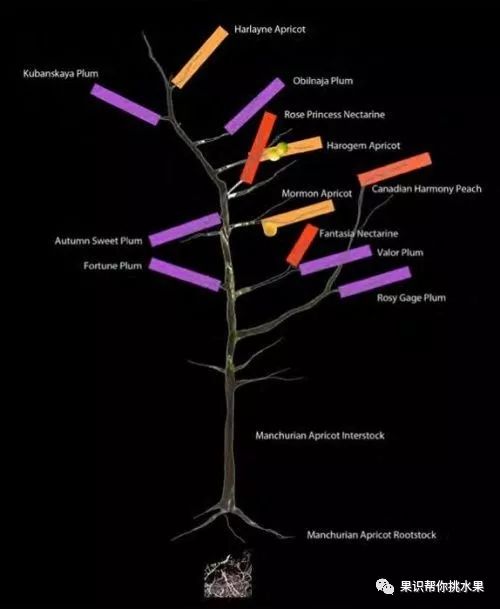 什么树可以嫁接40多种果树（图文鉴赏四十果之树）