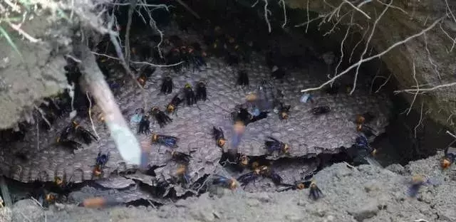 挖个坑,埋点土,秋后抬回两千万!蜂农中的绝命毒师