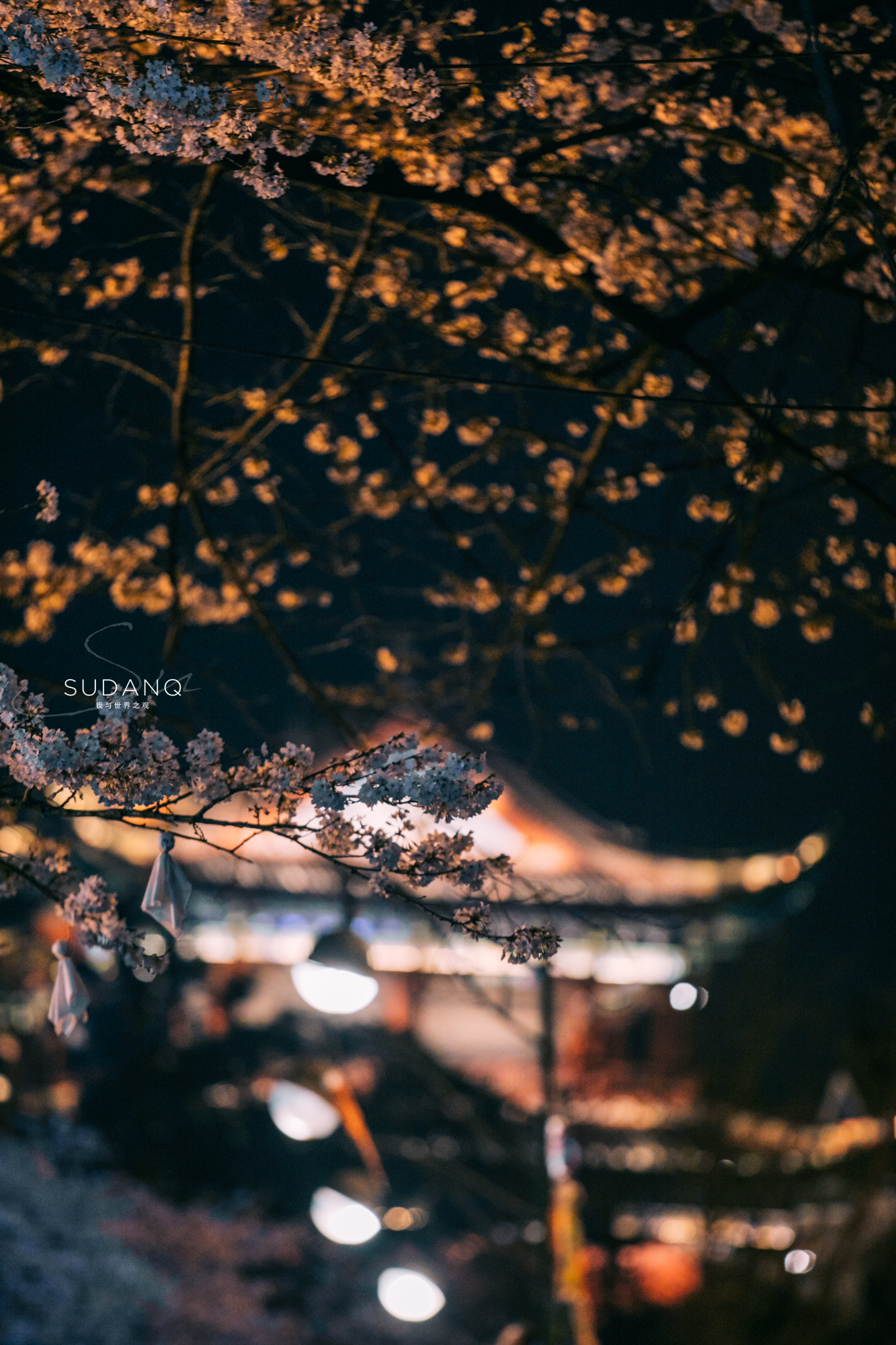 樱花配古建，晴川阁比黄鹤楼更唯美！武汉樱花之旅千万别错过这里