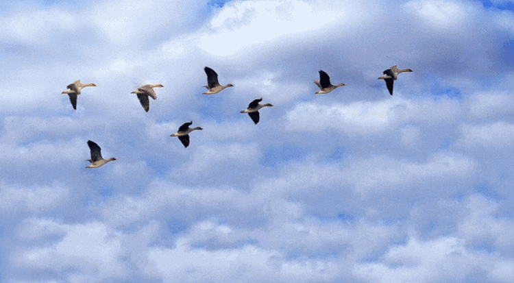 750_413gif 动态图 动图