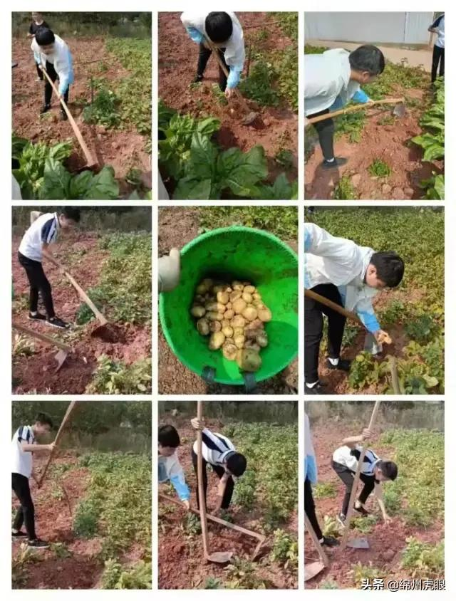 好心疼！绵阳十二三岁的娃娃，竟被学校赶下田去插秧子