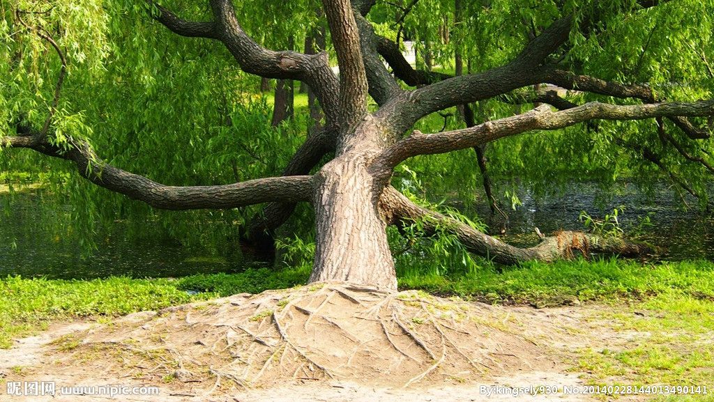 植树节||10种树，48个诗词名句，祝君心有嘉树，胸怀鸿鹄