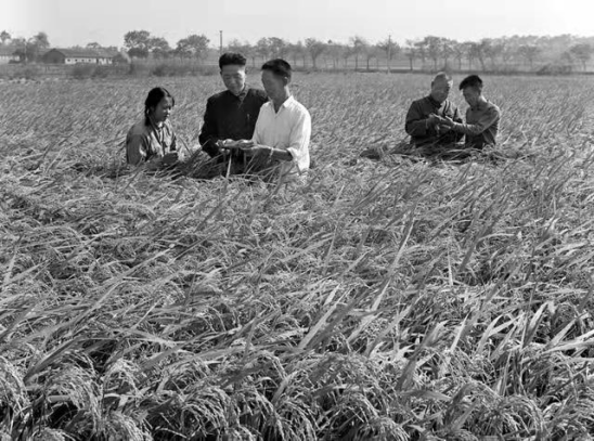 故事袁隆平最有影响力的(袁隆平：是国人敬重的水稻专家，那么他在国际上的地位如何？)