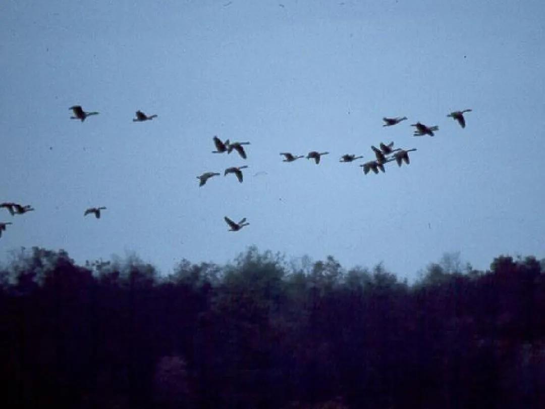 五本男主特殊职业文！强推《鹤群》《告白》《他曾经逆光而来》