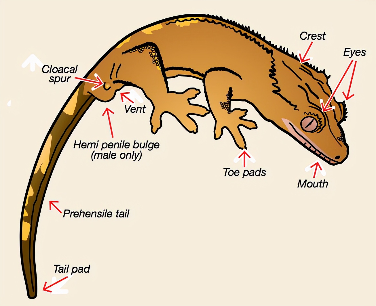 壁虎是害虫还是益虫(人畜无害的壁虎,为什么位居"五毒"之一?