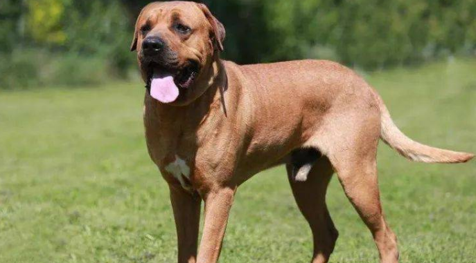 世上最凶猛的五大恶犬,战神比特犬为榜首,藏獒在里面只能算小弟