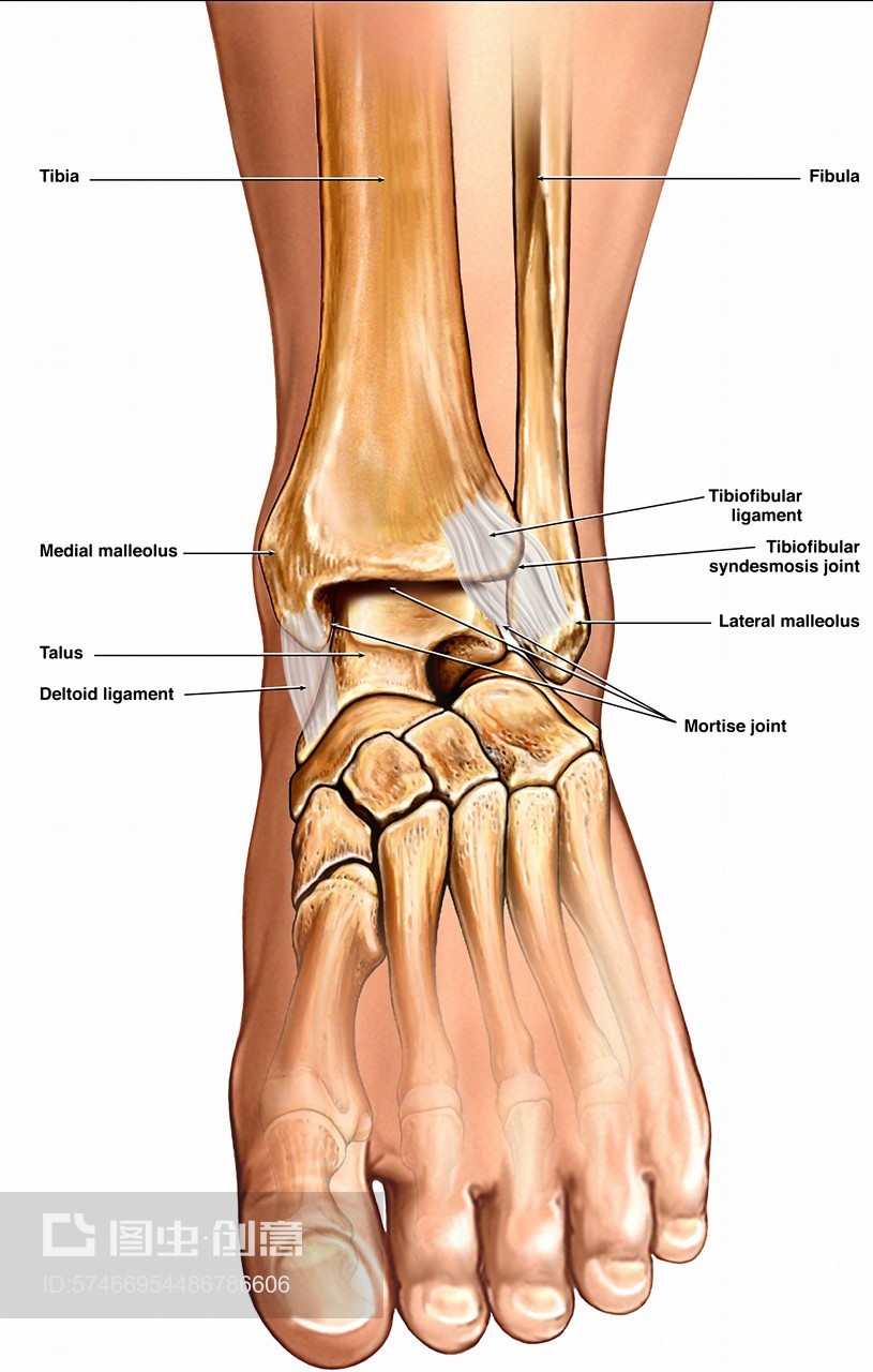 joint)是由胫骨,腓骨下端的关节面与距骨滑车构成,即距上关节