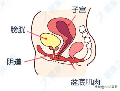 盆底肌网球(摆脱漏尿烦恼，一步一步修复你的盆底肌。男性也适用)