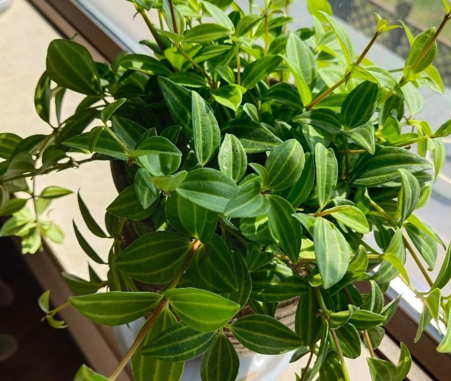 钻石翡翠植物生长习性及作用_达一风水网