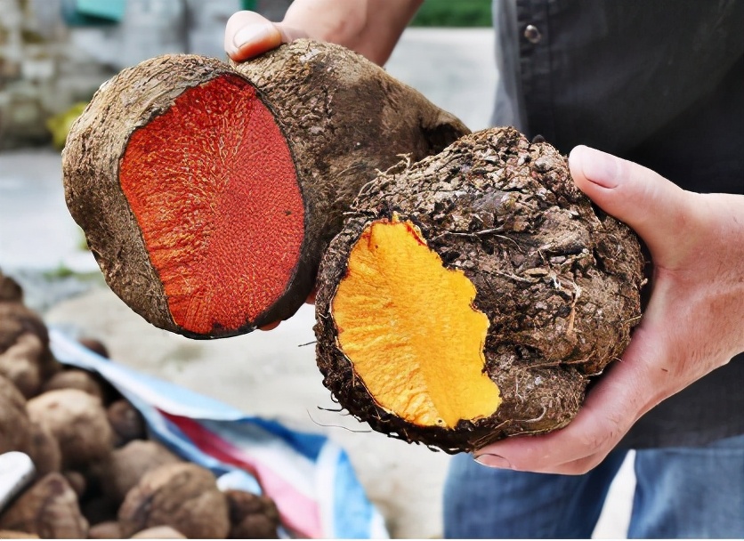 薯莨的功效与作用(根似人形何首乌) - 行就行