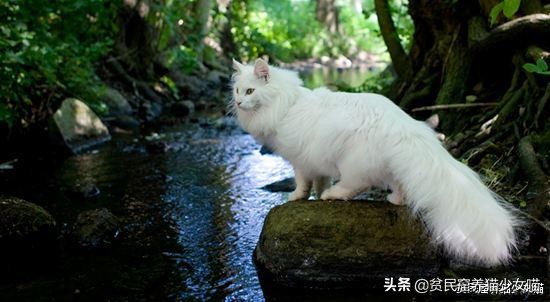 辟谣：所有猫都怕水？不是哦，养这些猫，你可能需要游泳池