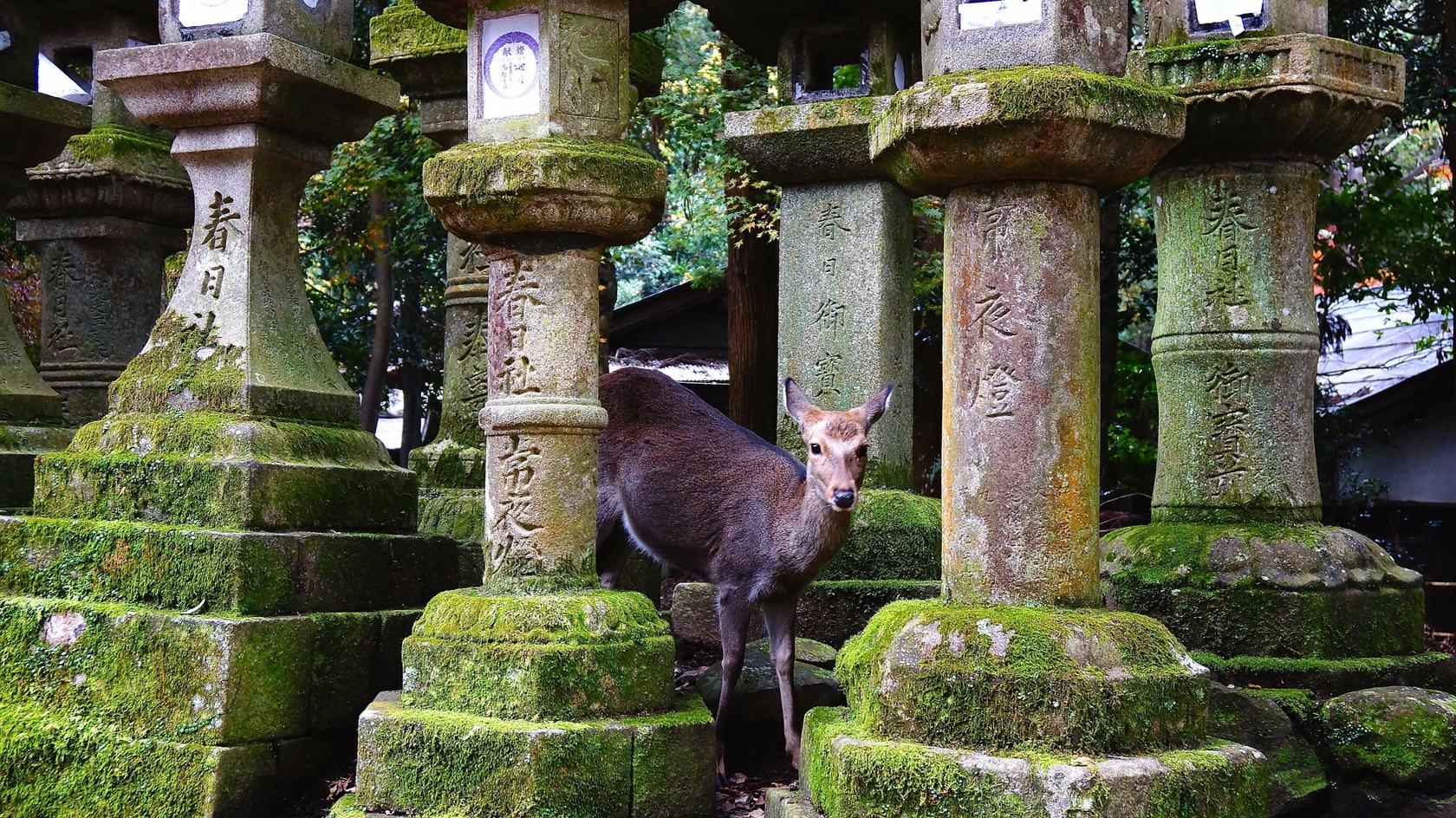 去日本旅行究竟要花多少钱？看完也许会出乎你的意料