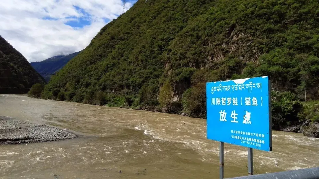 长江里的“水中猛虎”——川陕哲罗鲑