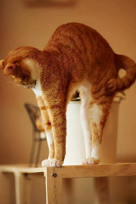 为什么猫咪会伸懒腰?