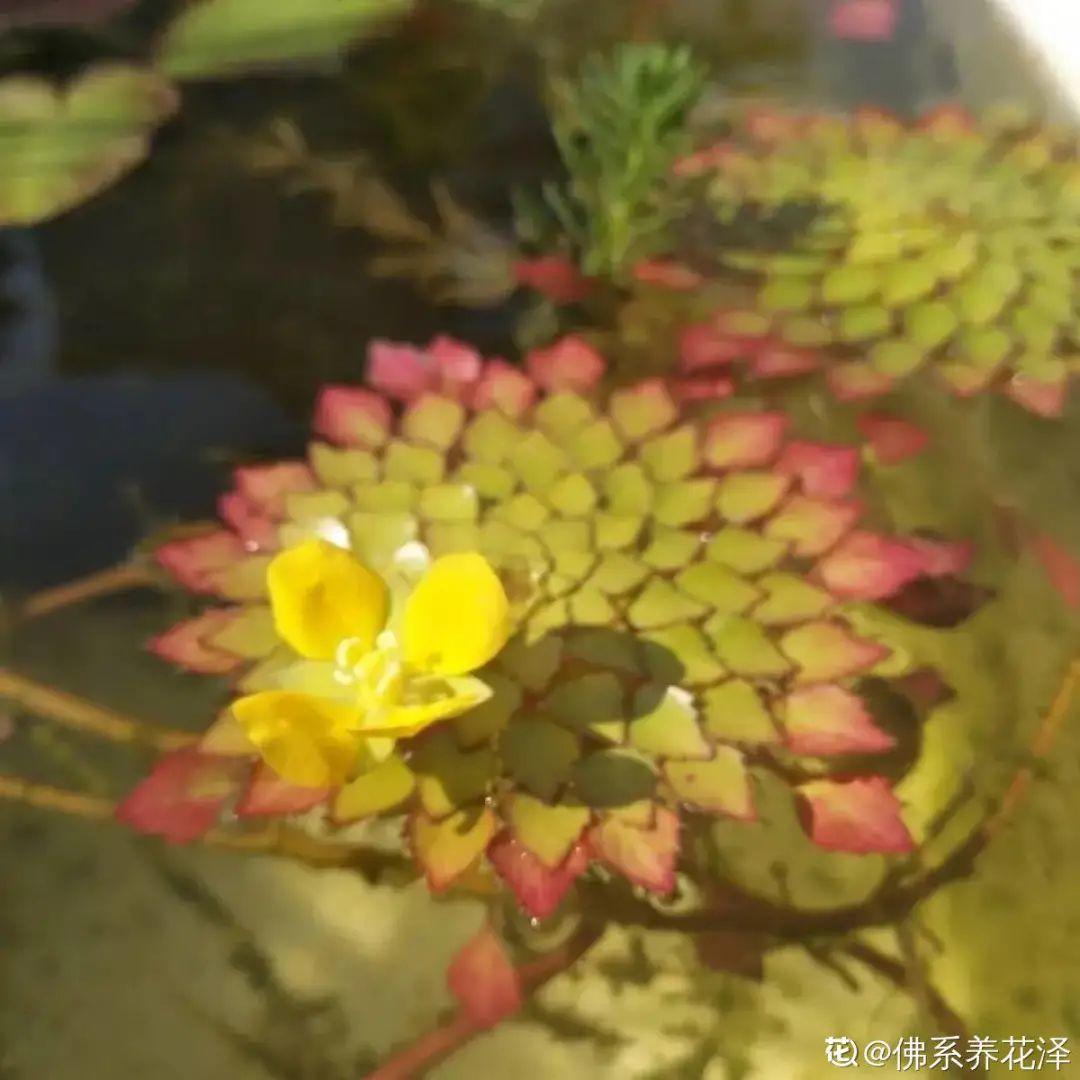 10种花太能喝水,一天一瓢水,7天爆满缸