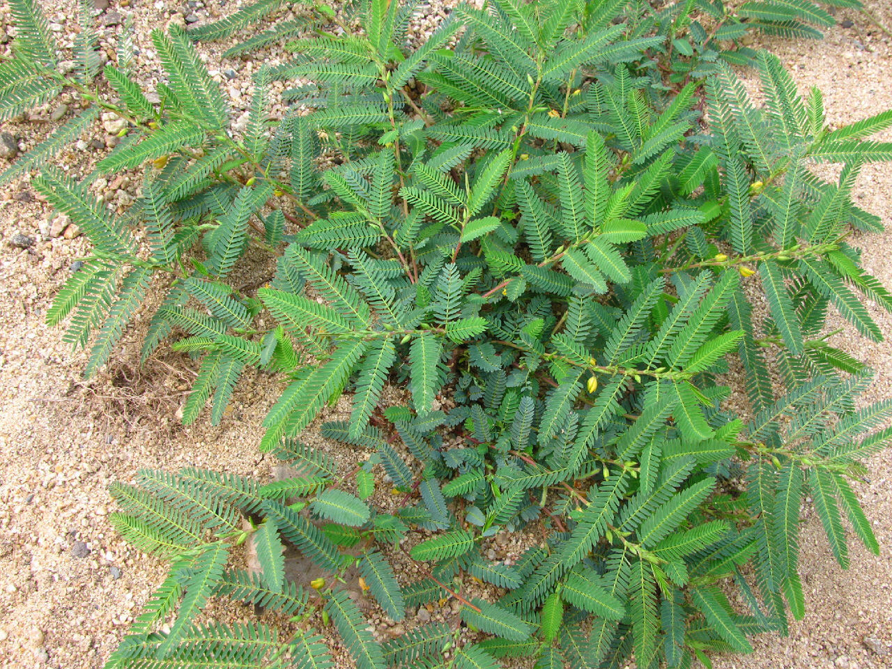 梗通草与通草的区别通草的药效