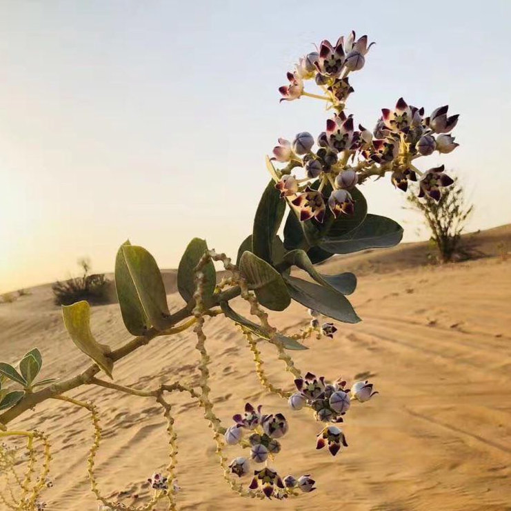 沙漠之花电影剧情「简介」 _晶羽科技