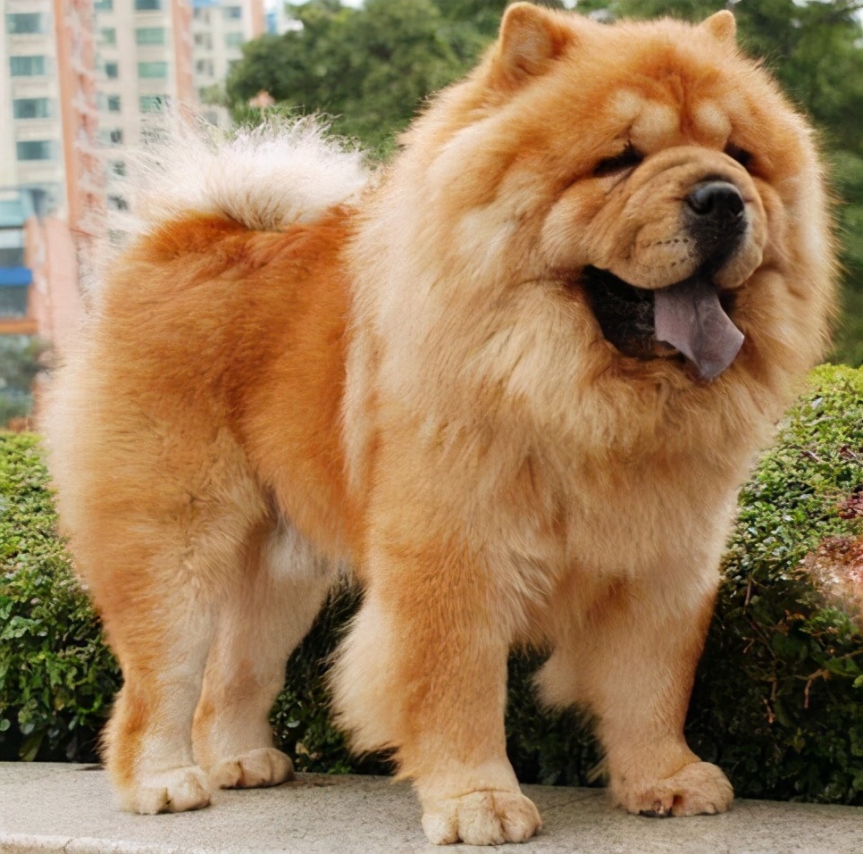 中国本土的大型犬图片