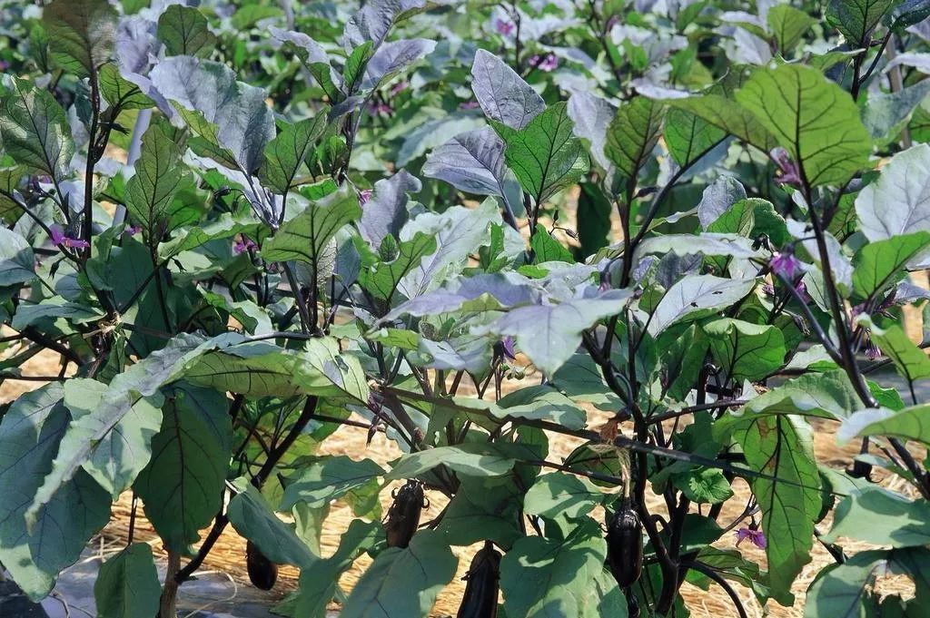 全国进入高温炙烤状态。还好东北还有两场雨要下