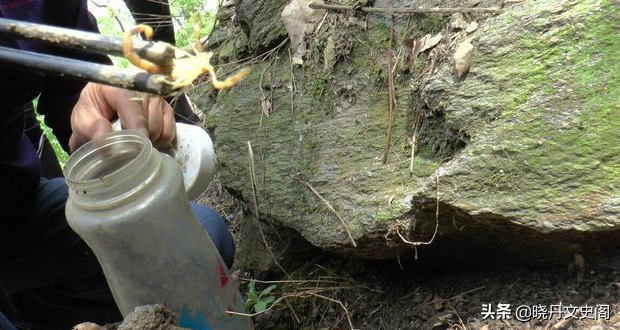 贺兰山近2000人组团抓蝎子，每天几百斤！暴利下面隐藏什么危机？