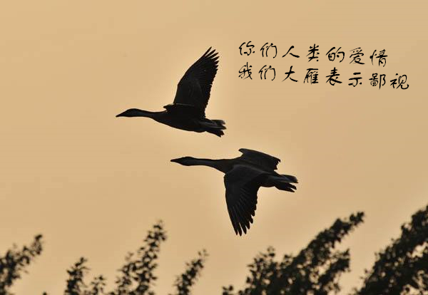 国家不幸诗家幸，赋到沧桑句便工，谈元好问的“丧乱诗”