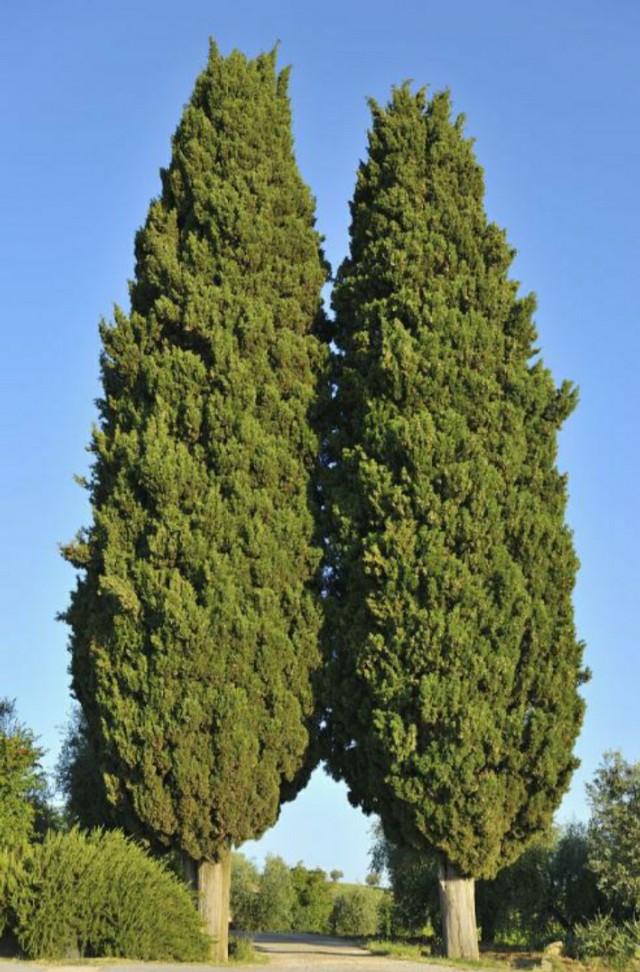 一,楼梯扶手为什么会取用柏树和香椿树