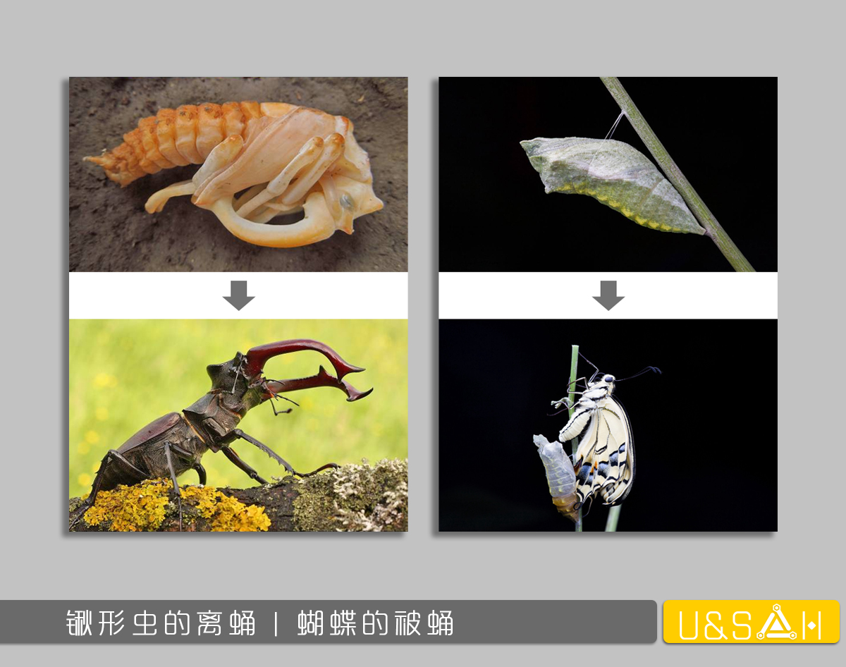 凡美丽的，都是残忍的——你一定想不到蝴蝶是多么的变态