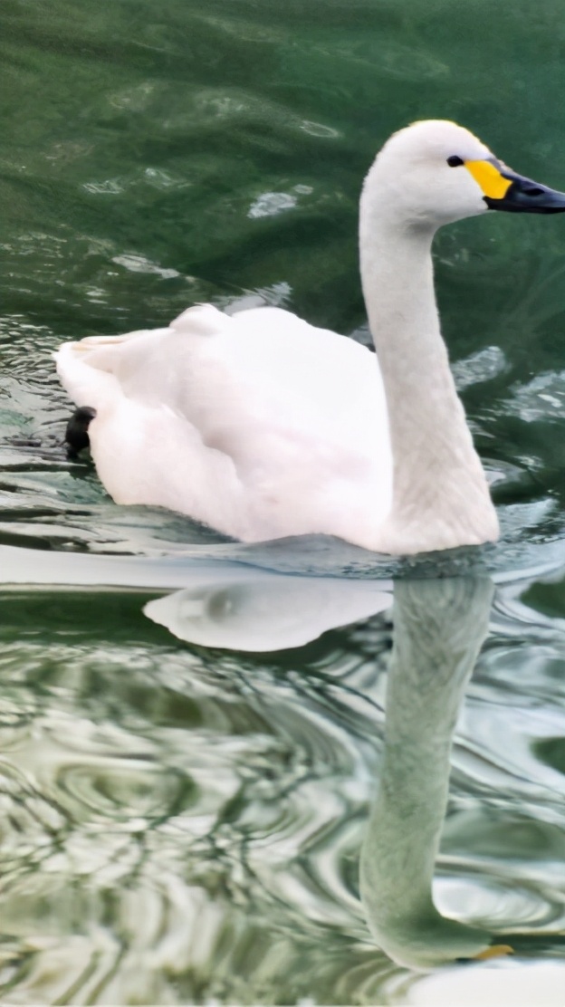 你的理想大学，终于被做成了手机壁纸